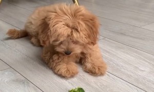 Playful Puppy Battles Broccoli