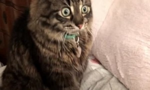 Blind Cat Shocked to Hear a New Voice in the Home