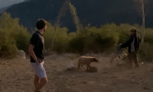 Young Bear Bites Man on Butt on Fourth of July