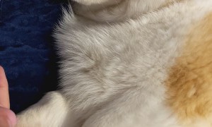 Corgi Giving His Human Bedtime High Fives