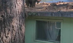 Young Bear Makes a Home Out of a Human's Roof
