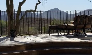 Doggy Prefers Staring At the Furniture Rather Than the Scenery