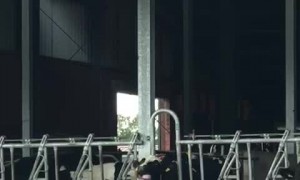 Cow Waves Its Tongue at People Walking By