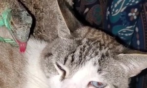 Iguana Relaxes With Feline Best Friend