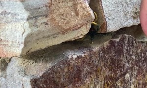 Huge Centipede Hides in Rock Wall