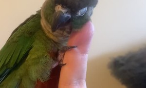 Adorable Green Cheek Conure Gives Himself Head Scratches