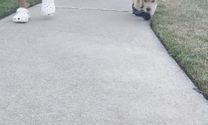 Sweet Pup Tries on Her First Pair of Shoes