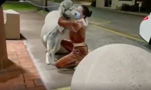 Missing husky reunited with owner after two months apart