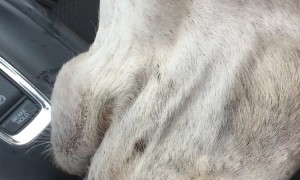 Thirsty Camel Pokes Head Inside Car for a Cup of Water