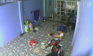 King Cobra Tries to Follow Child Inside