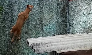 Parkour Pup