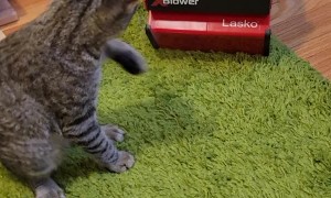 Cat Can't Keep Cool Around New Fan