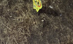 Lousy Neighbor Covers Common Area with Thumbtacks