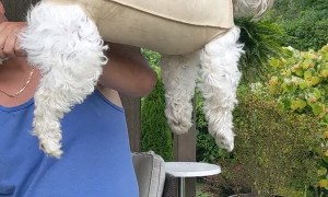 Nail Trimming Hammock Trick Keeps Doggy Relaxed