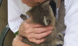 Rescued Baby Raccoons Feel So Safe They Purr