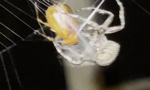 Orb-weaver Spider Wraps June Bug in Web