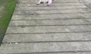 Silly Dog Slides down Front Ramp