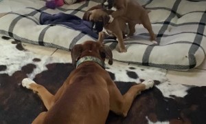 Boxer Babies Play with Their Aunt