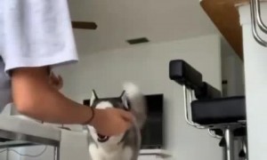 Smart husky can't be fooled by tricky hug