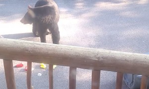 Momma Bear Tugs Trashcan Over Railing