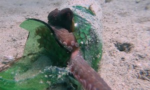 Octopus Finds Refuge in Broken Bottle