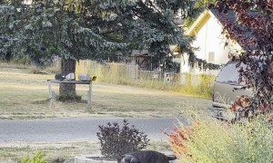 Excited Boxer Snapping at a Sprinkler Stream