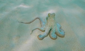 Octopus Climbs on Camera