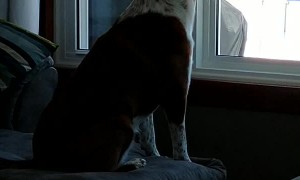 Pup's Pretty Voice Amplifies Tornado Siren