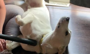 Doggo Gets Vac-Groomed