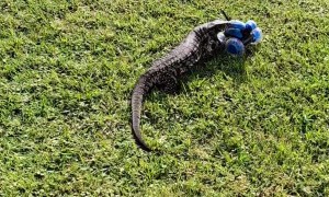 Tegu Takes Off After RC Car