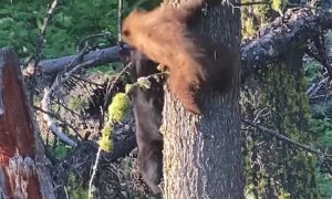 Bear Cubs Tussle Around the Tree Trunk