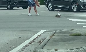 Good Samaritan Stops Traffic for Crossing Ducks