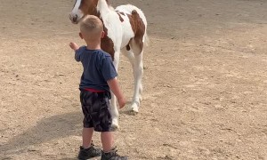 Boy and Foal Share Special Bond