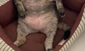 Chonky Kitty's Built Different