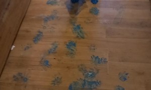 Mischievous Husky Puppies Paint the House Blue