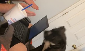 Jealous Dog Disapproves of Dad's Work