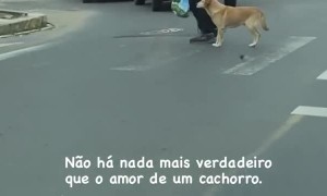 Kindhearted Dog Guides Disabled Owner Across the Street