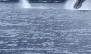 Whales Put on a Show for Surprised Divers