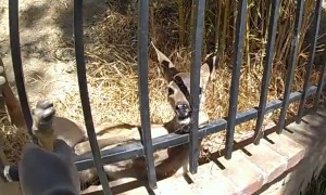 Glendale Police rescue deer trapped in fence