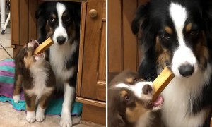 Dog's Priceless Reaction While Reluctantly Sharing With Puppy