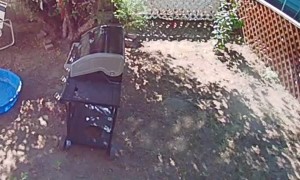 Multiple Bears Visit Residential Apple Tree