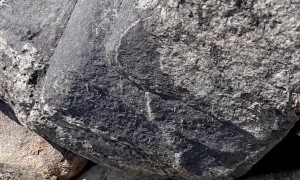 Hungry Visitor Hangs on For Fish
