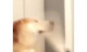 Dog's tail repeatedly hits other dog in the face