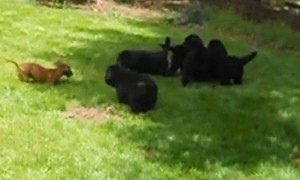 9-Week-Old Pack Of Puppies Tirelessly Chase Tiny Dachshund