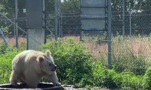 Bear splashes water just like a little kid
