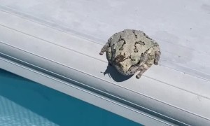 Frog Flicks Annoying Bug Into Pool