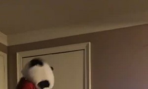 Boston Terrier Bites Panda Mask