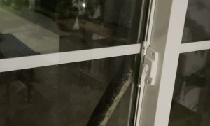 Big Snake Slithers Up Window