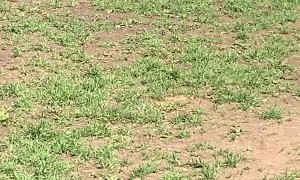 Doggy Has Instant Regret After Instigating Playtime