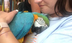 Parrot Cuddles Warm Woman's Heart